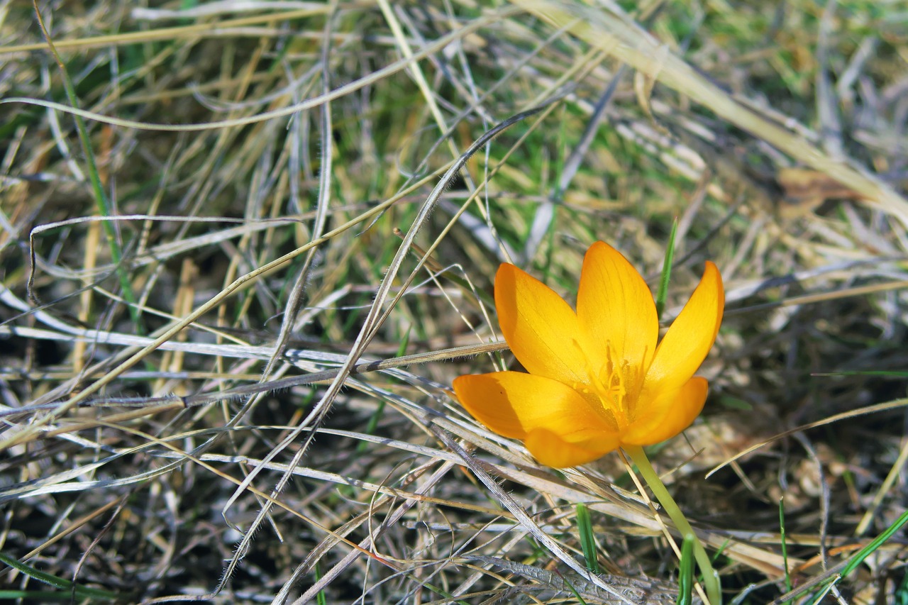 crocus  nature  spring free photo