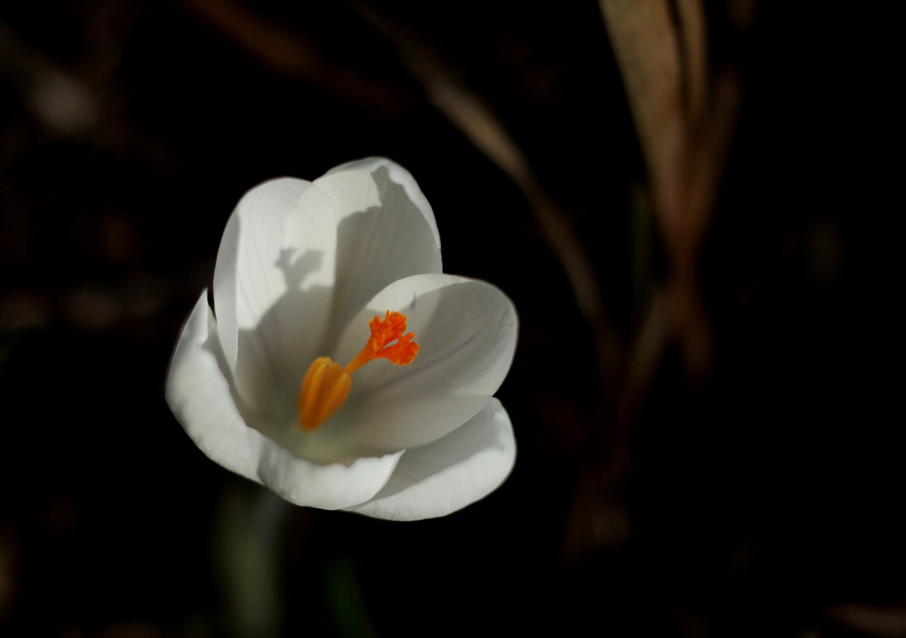 crocus  white  spring free photo