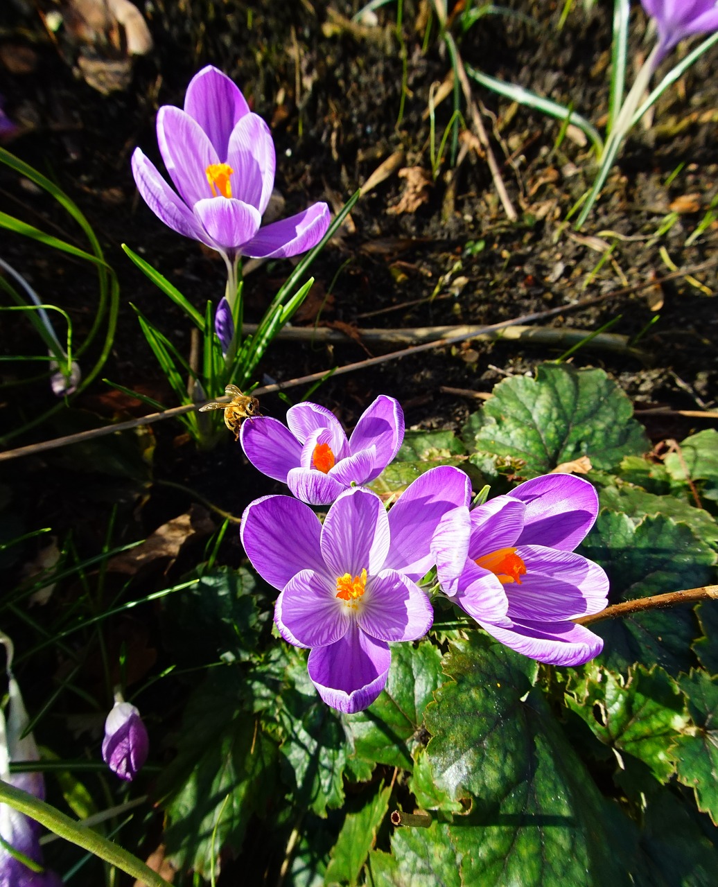 crocus  purple  garden free photo