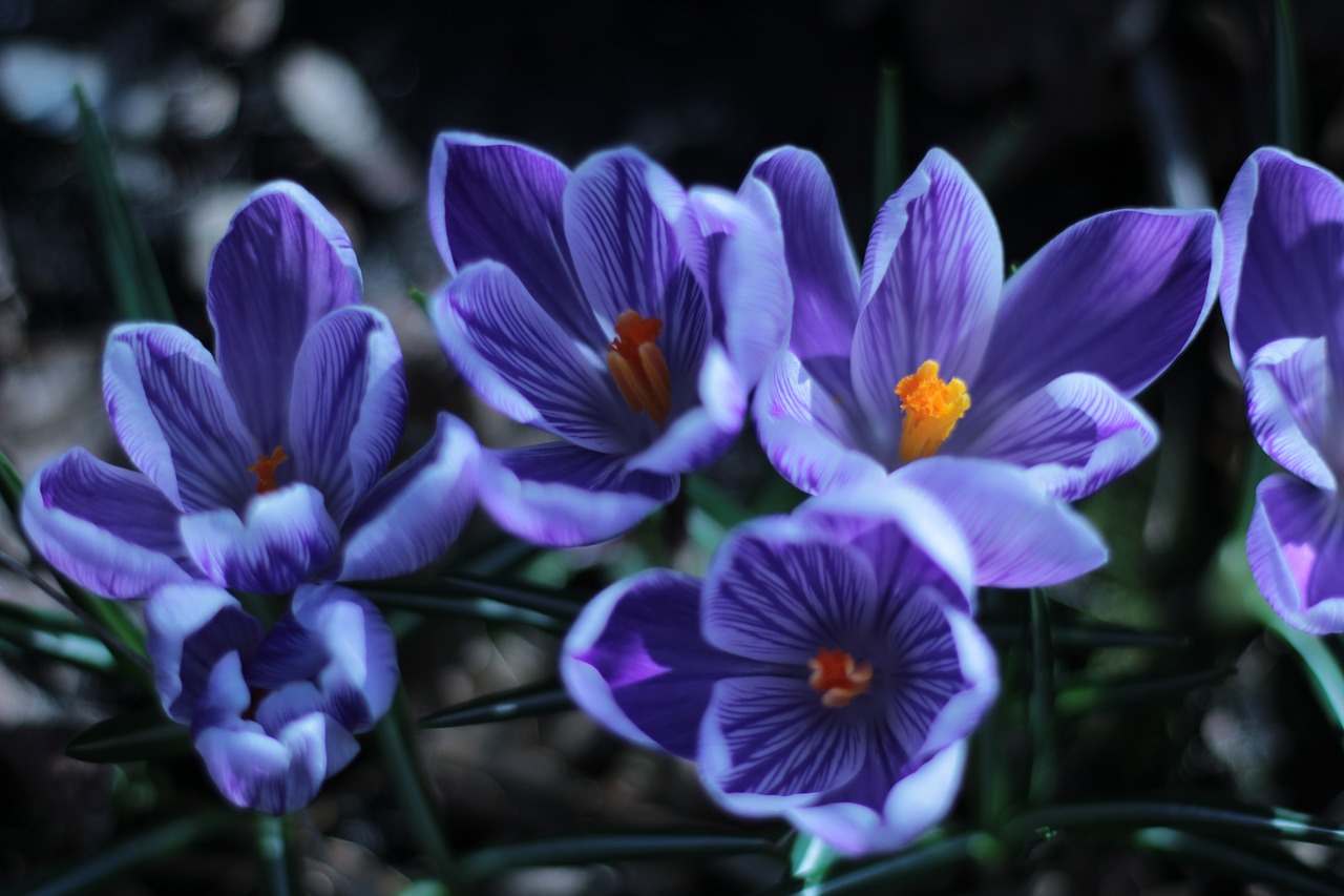 crocus  blue  orange free photo