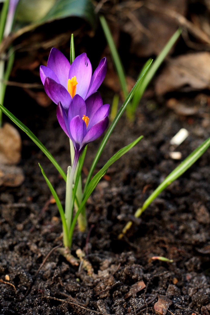 crocus  purple  spring free photo