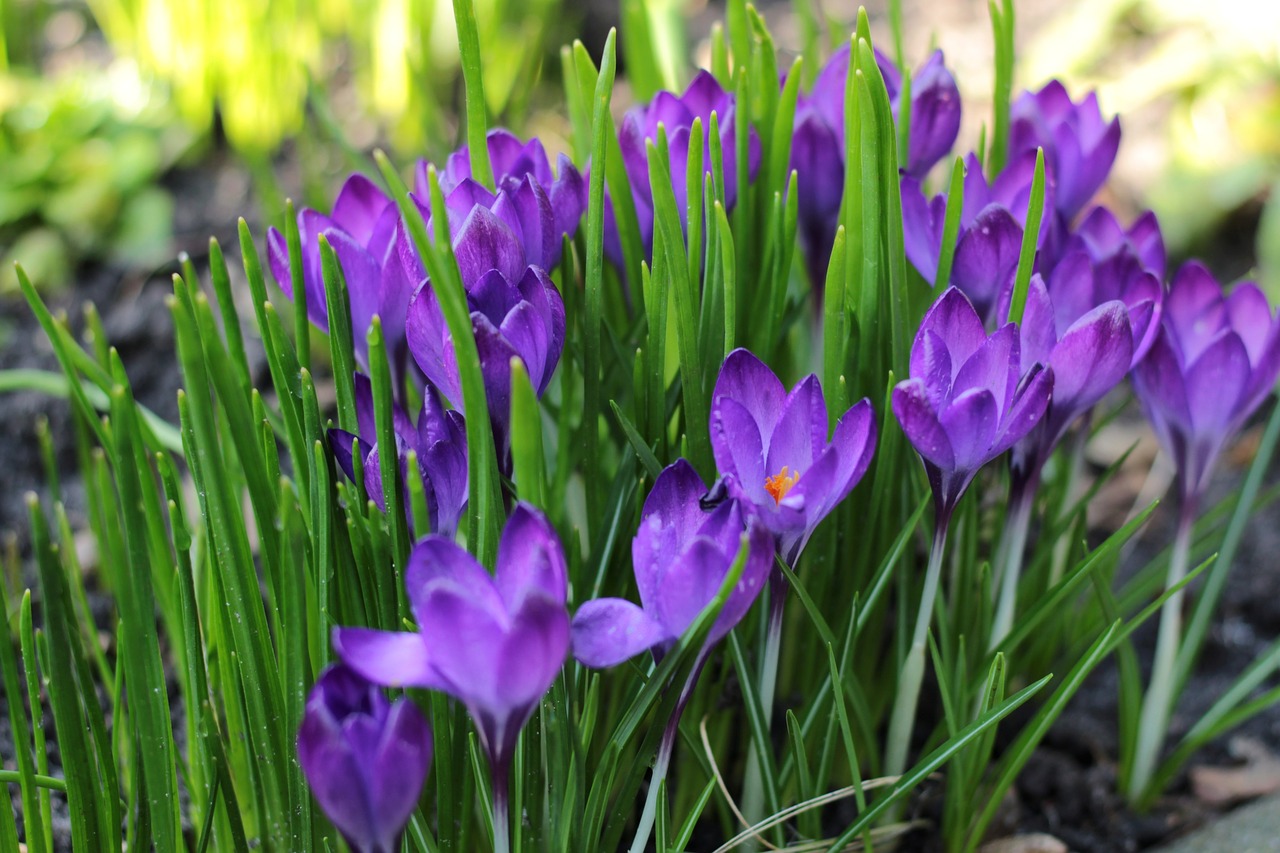 crocus  blue  spring free photo