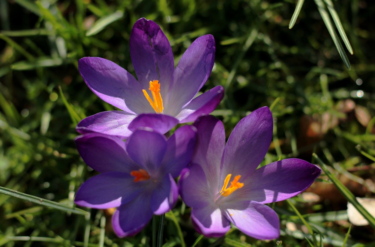 crocus  purple spring  spring free photo