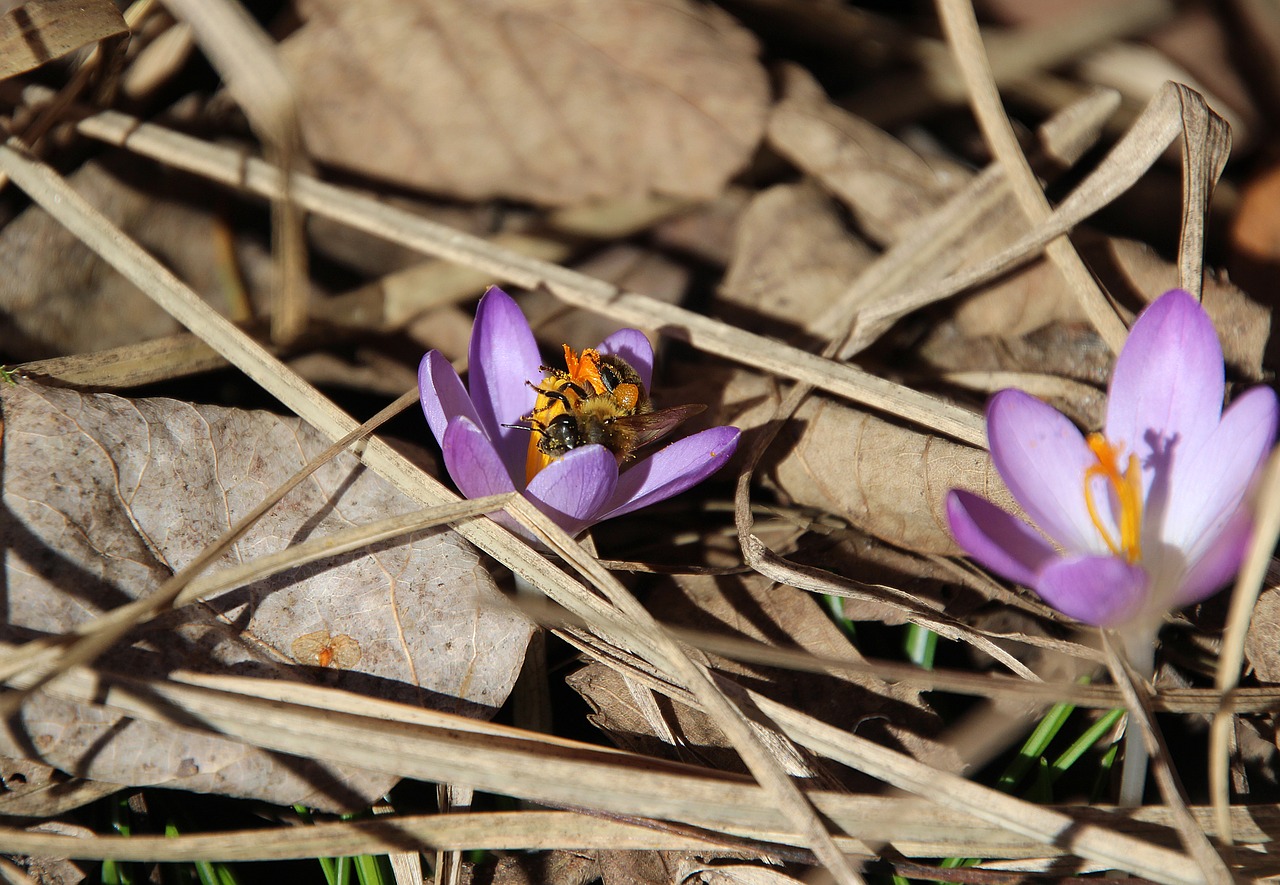 crocus  bee  spring free photo
