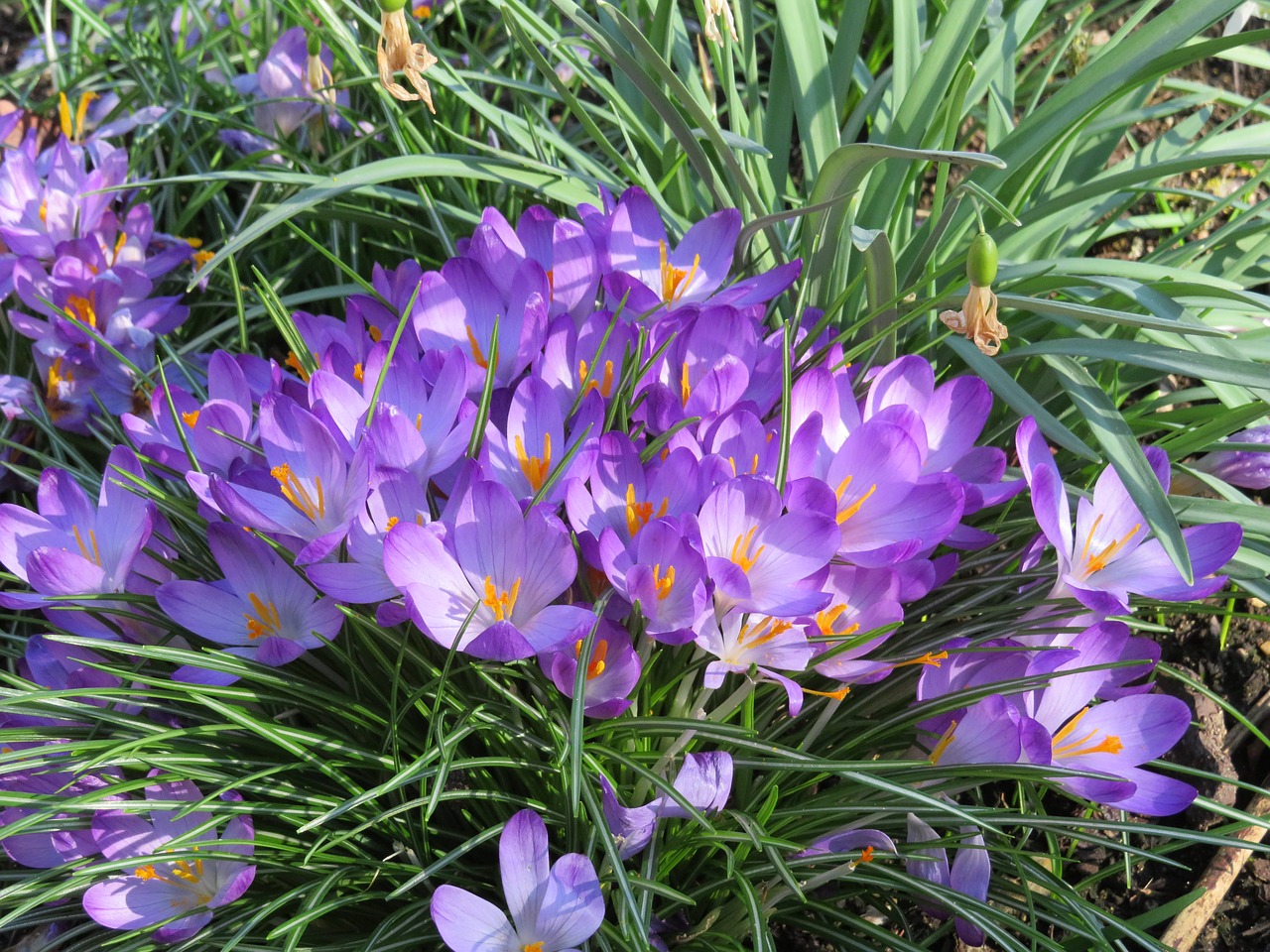 crocus  flower  spring free photo