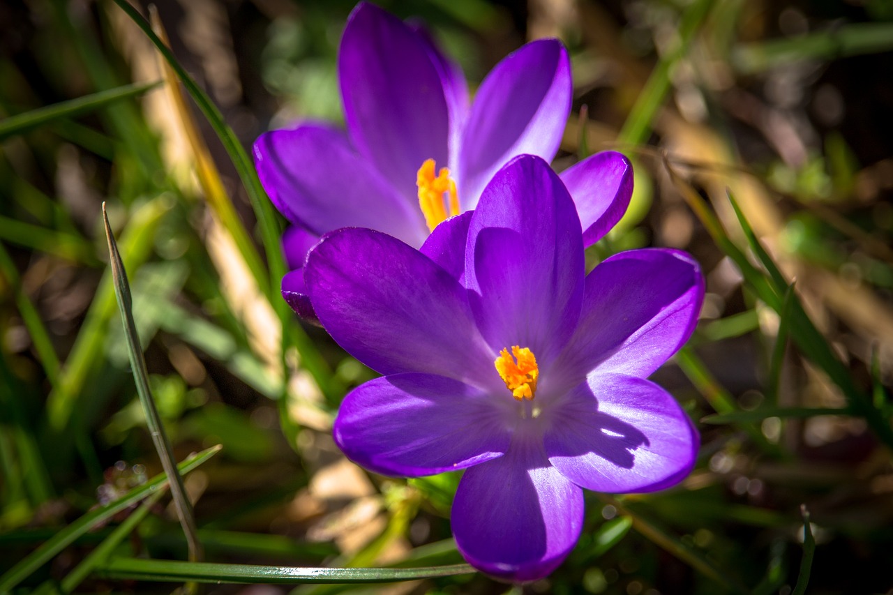 crocus  spring  spring flower free photo