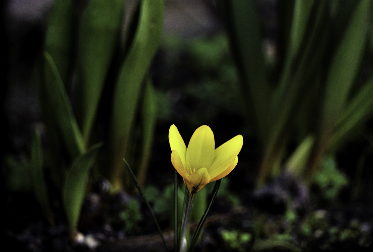 crocus  yellow  flower free photo