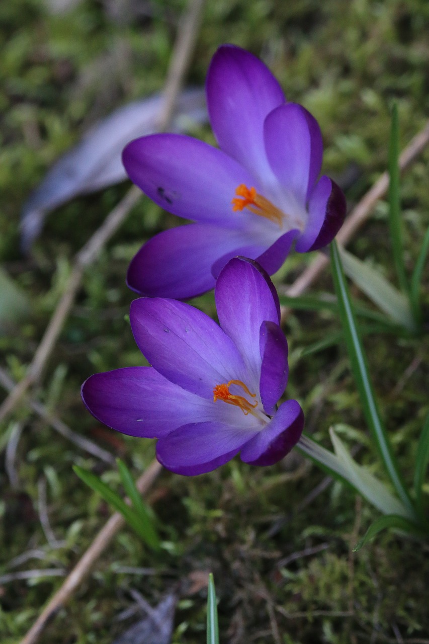 crocus  flowers  nature free photo