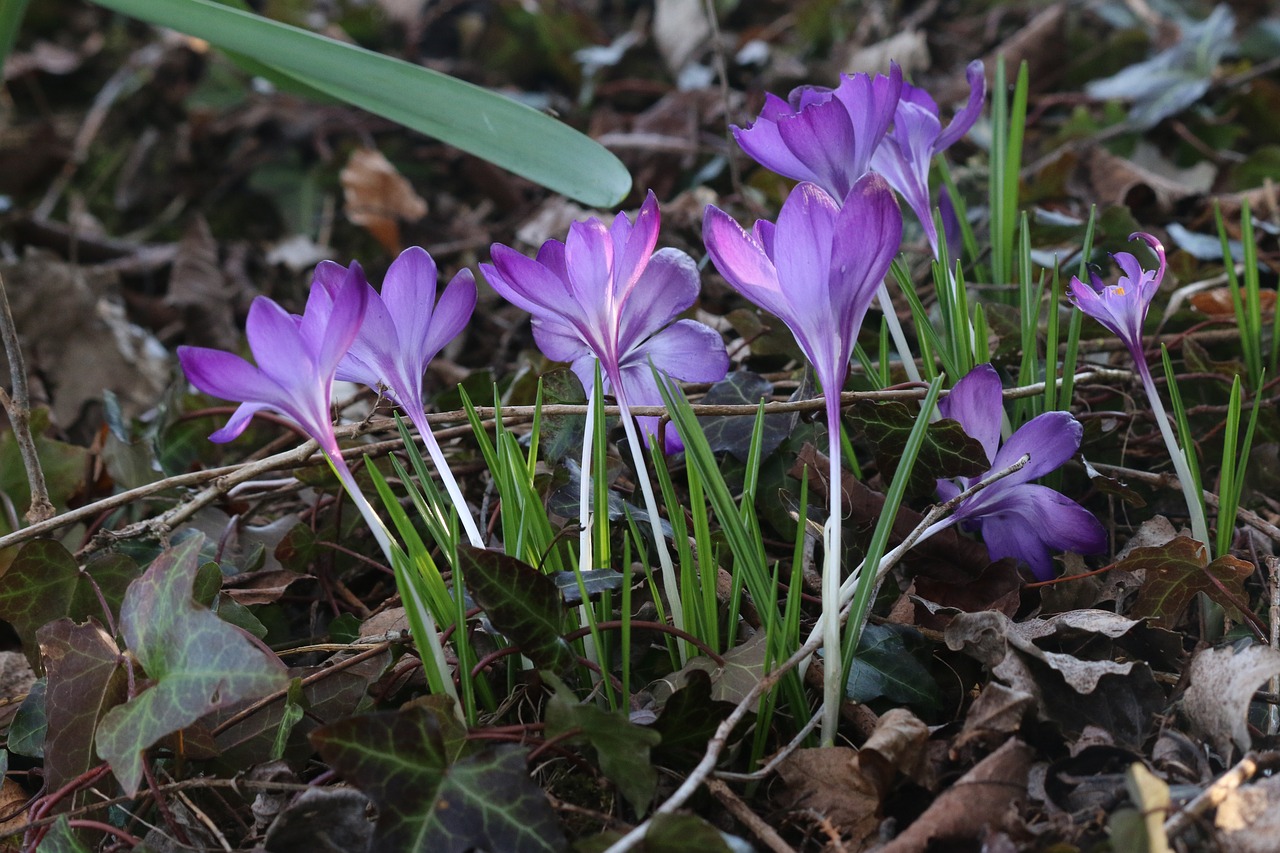 crocus  flowers  nature free photo