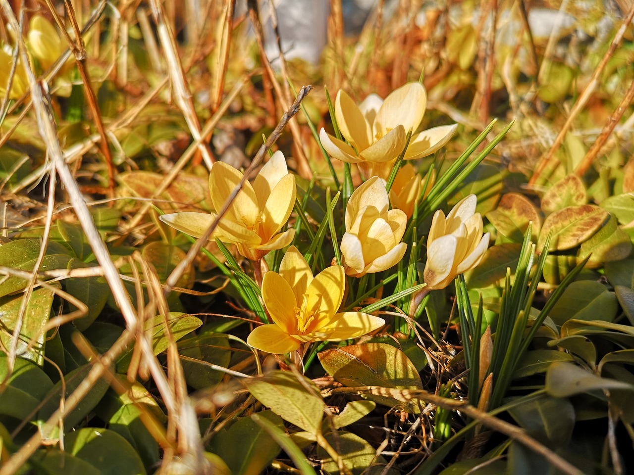 crocus  spring  flower free photo