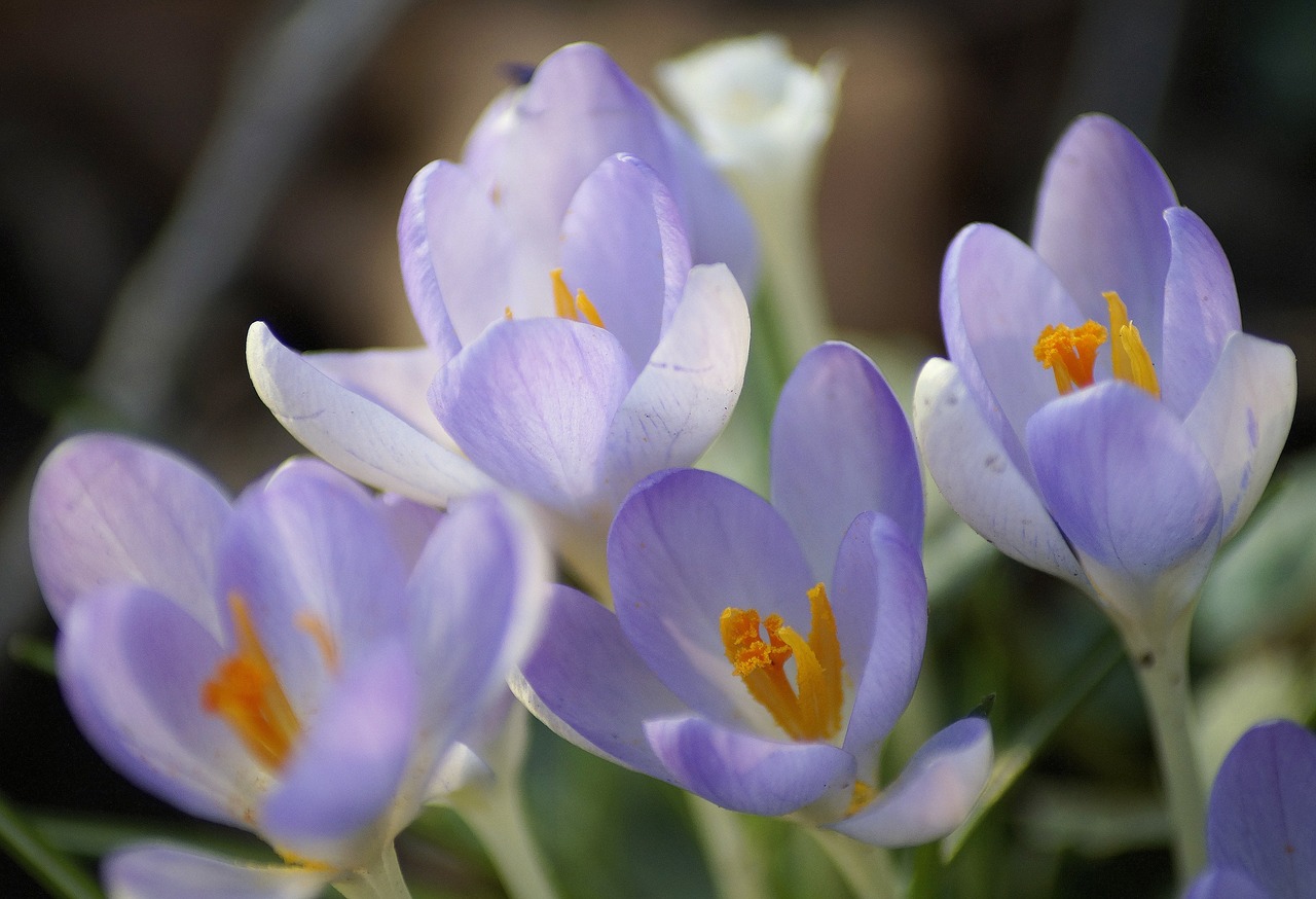 crocus  transparent  lilac free photo