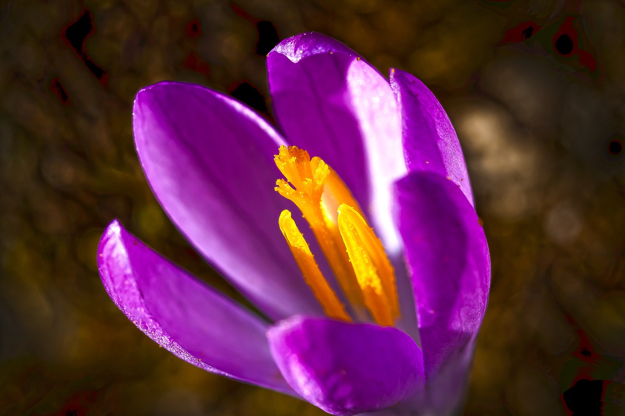 crocus  spring  schwertliliengewaechs free photo