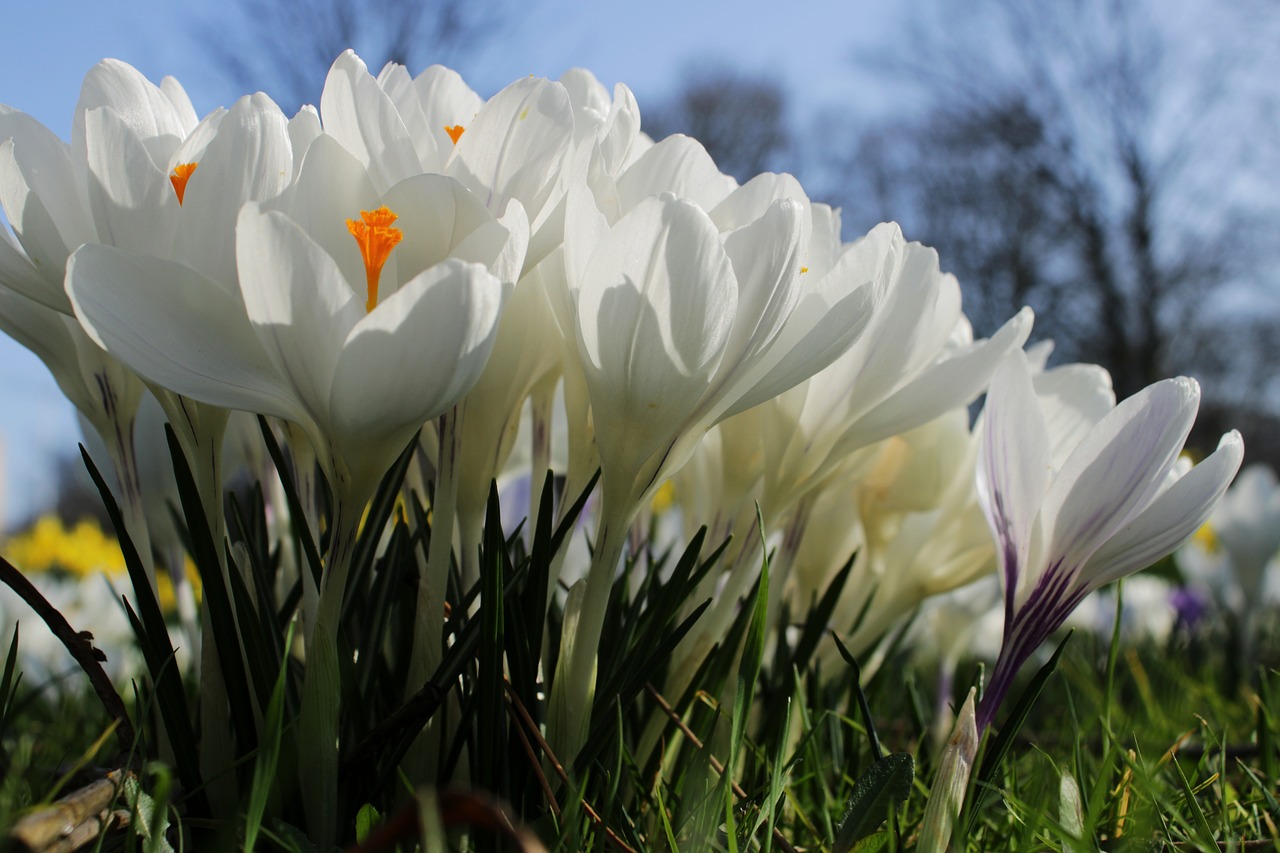 crocus  white  flower free photo