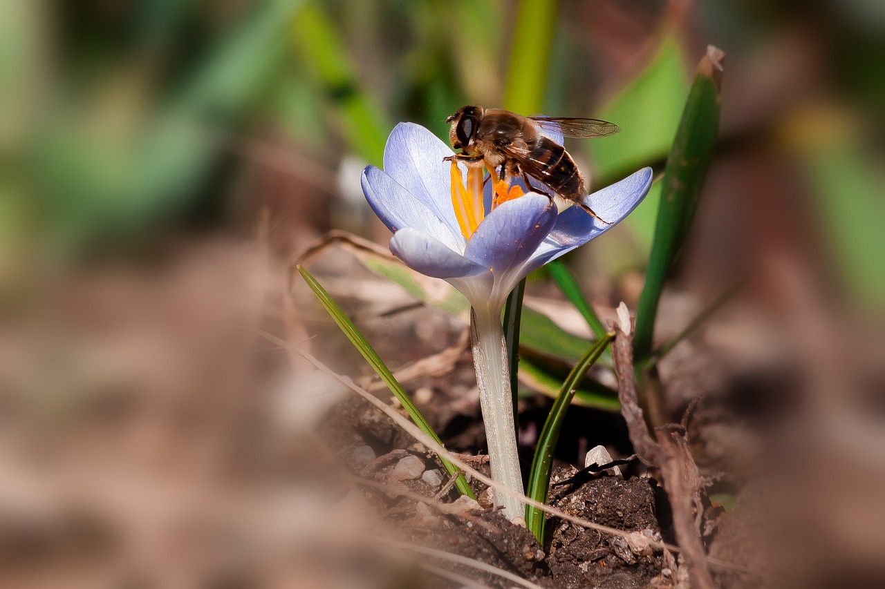 crocus  hoverfly  spring free photo