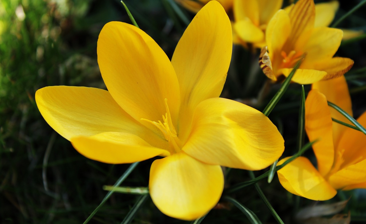 crocus  yellow  flower free photo