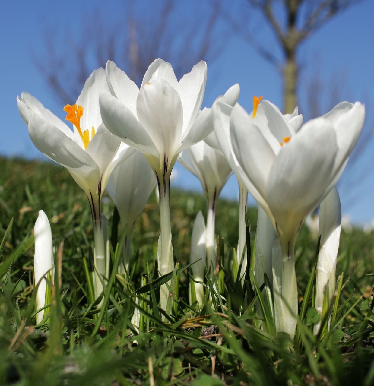 crocus  white  flower free photo