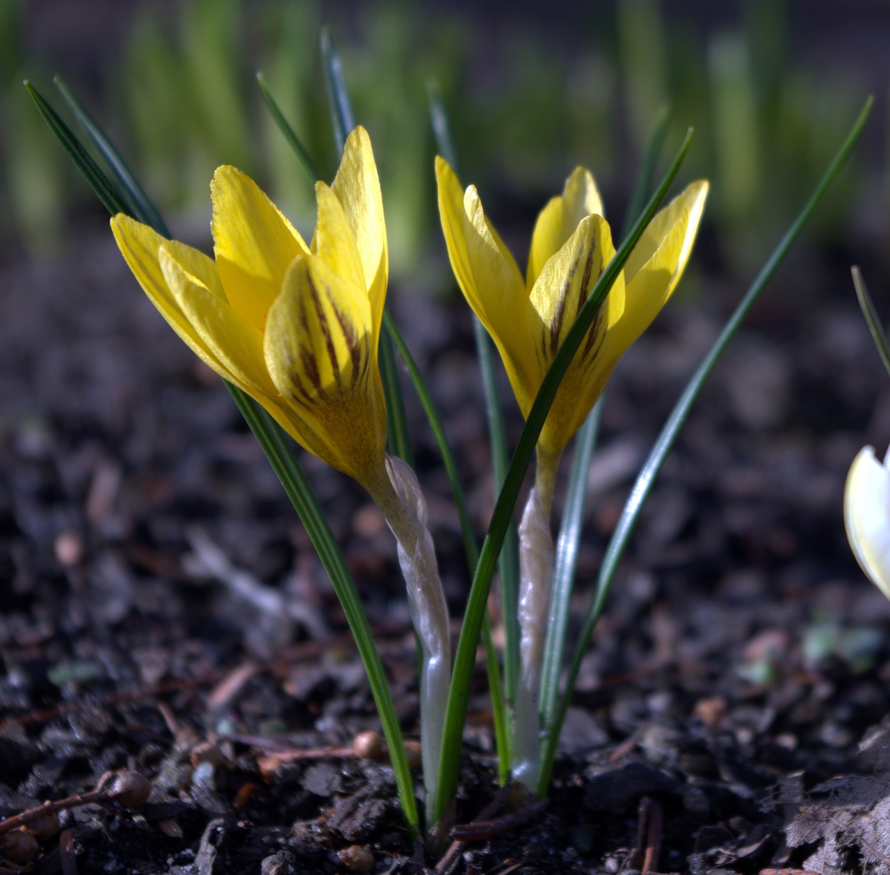 crocus  flowers  spring free photo