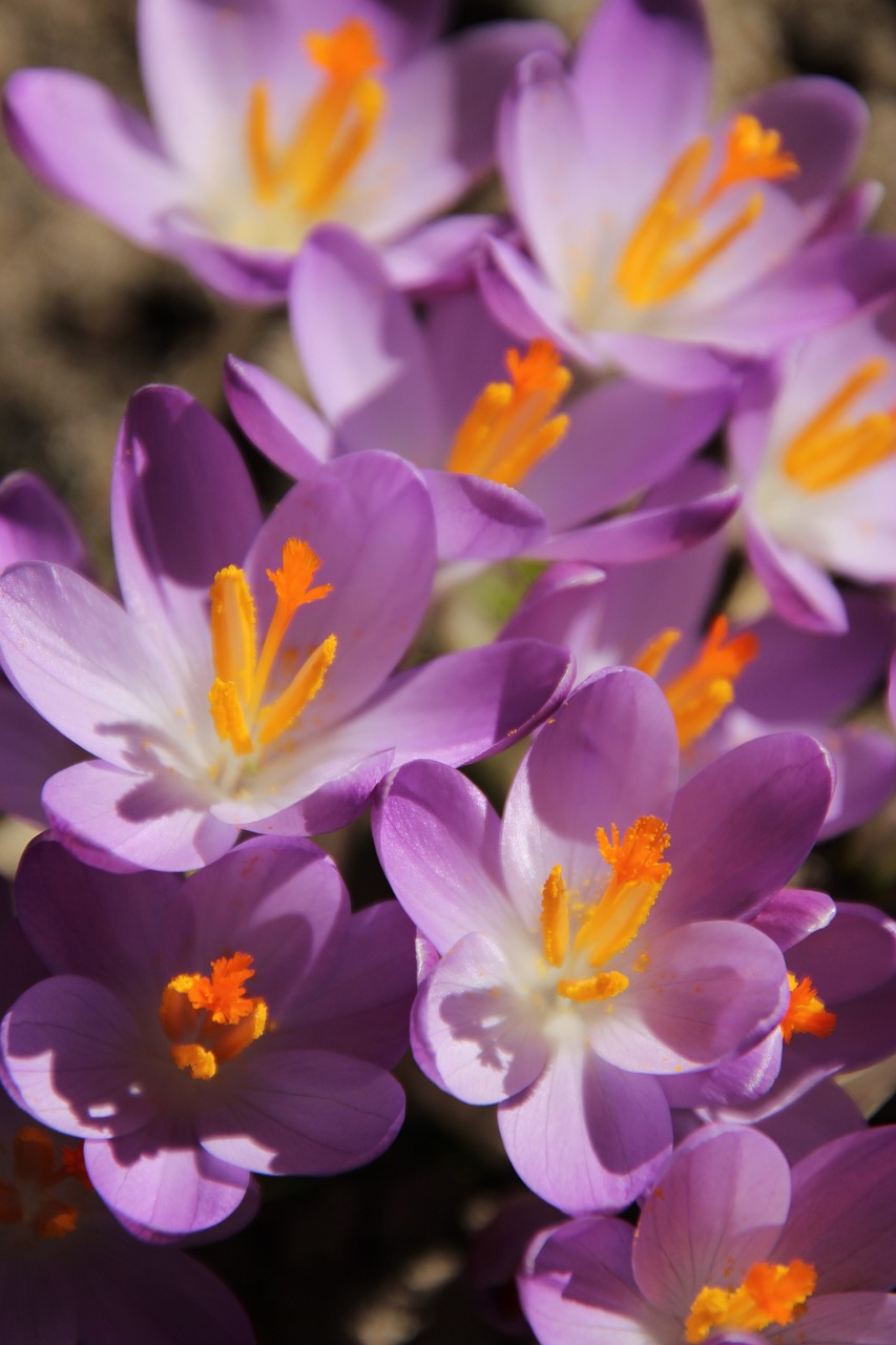 crocus  flowers  early bloomer free photo