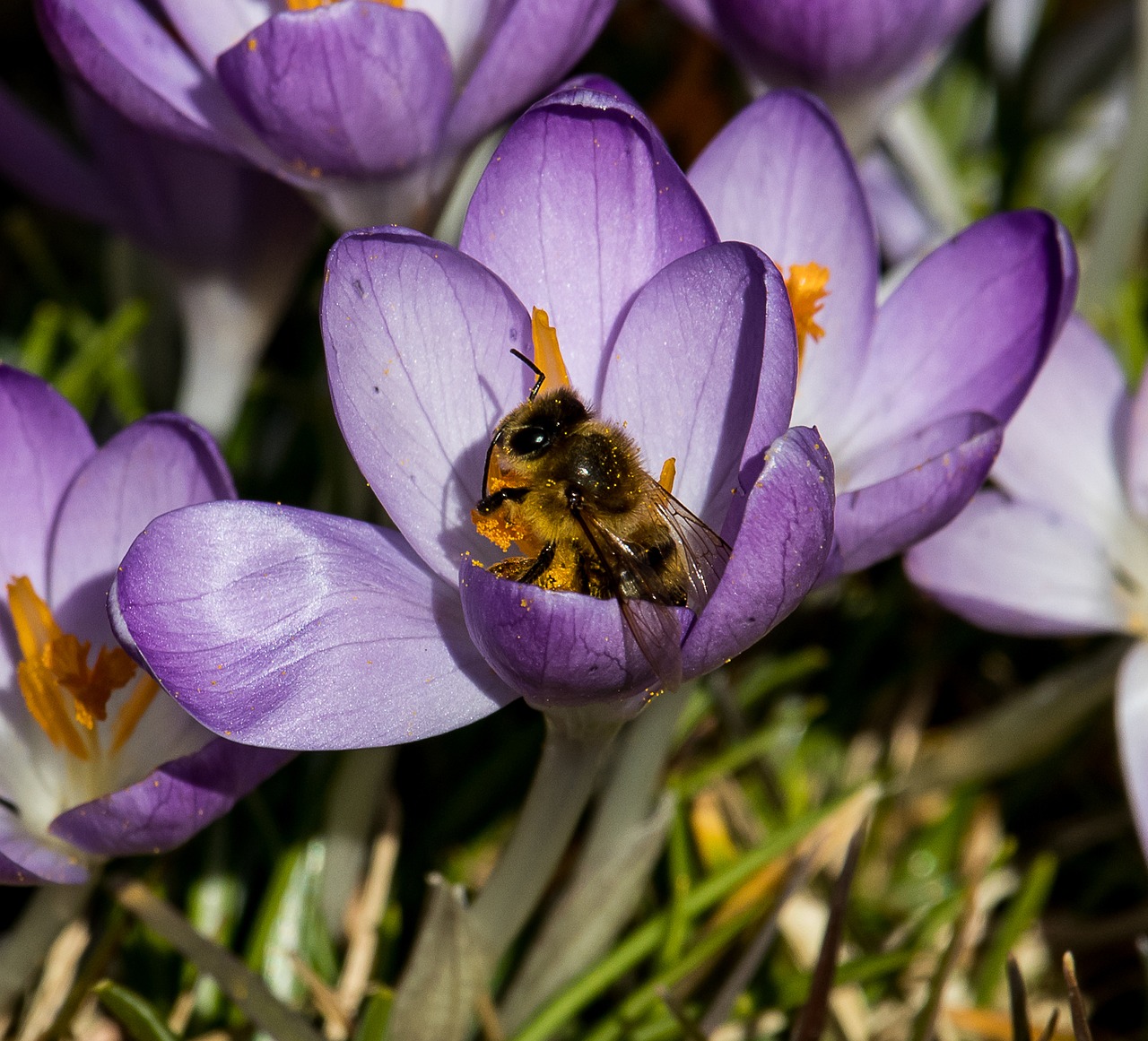 crocus  flower  spring flower free photo