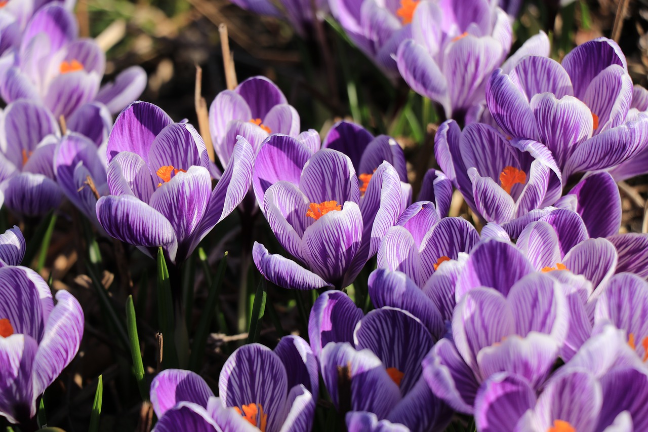 crocus  voorjaarsbloeier  bulb flowers free photo