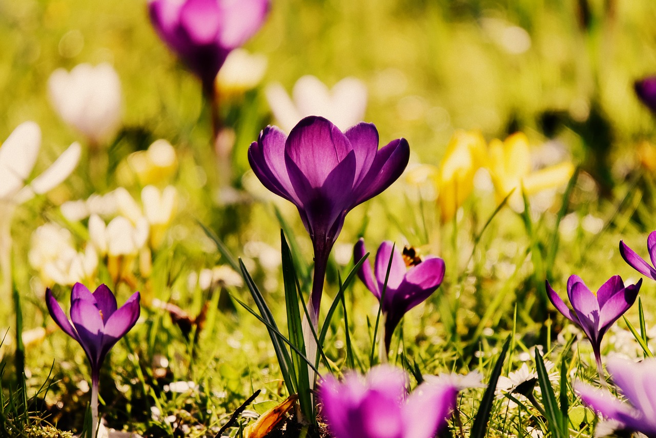 crocus  spring flower  blossom free photo