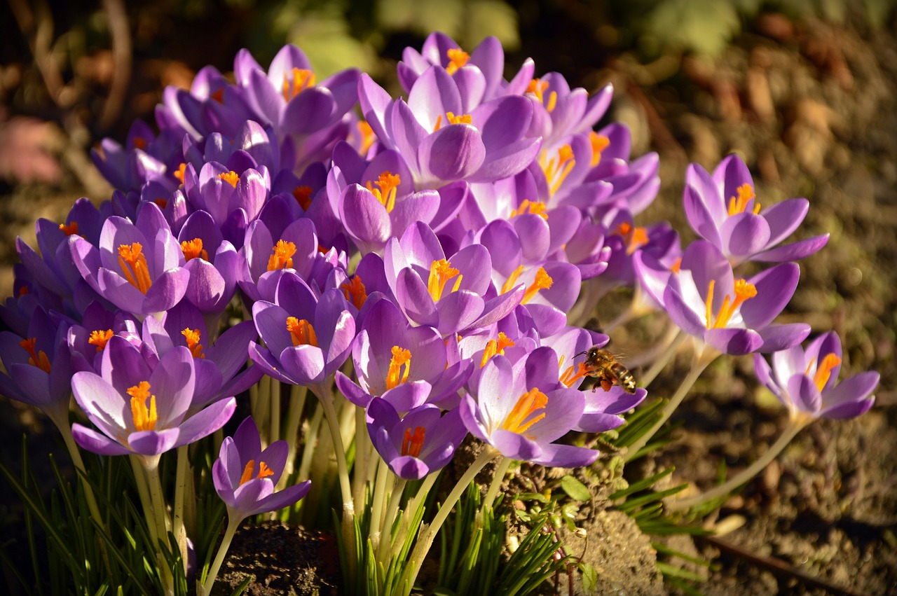 crocus  early bloomer  flowers free photo