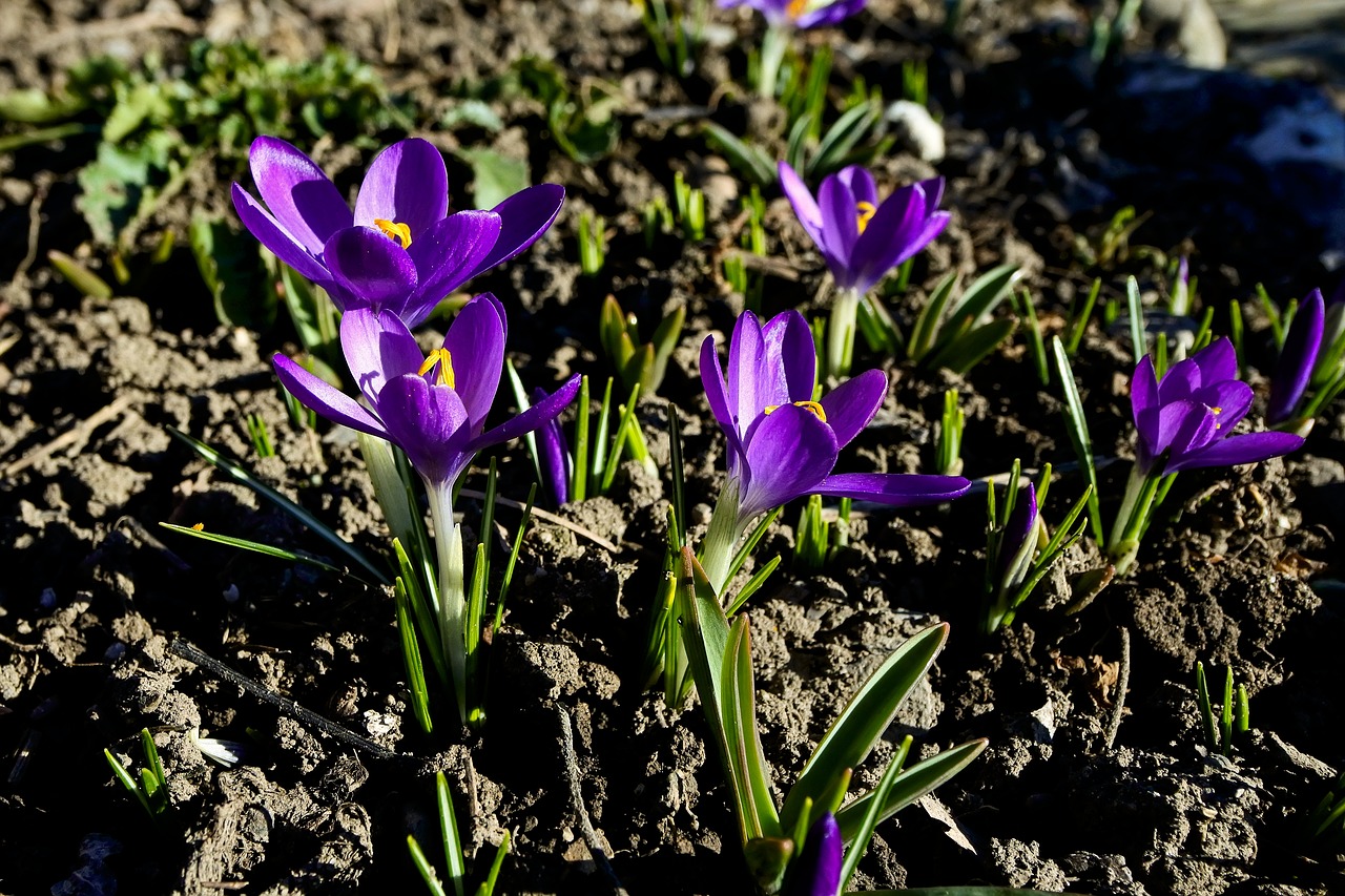 crocus  iridaceae  spring free photo