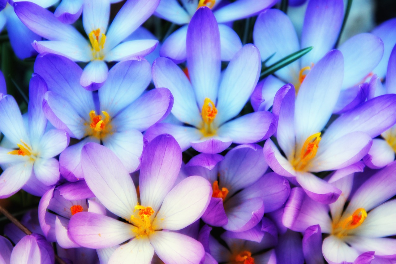 crocus  spring  early bloomer free photo