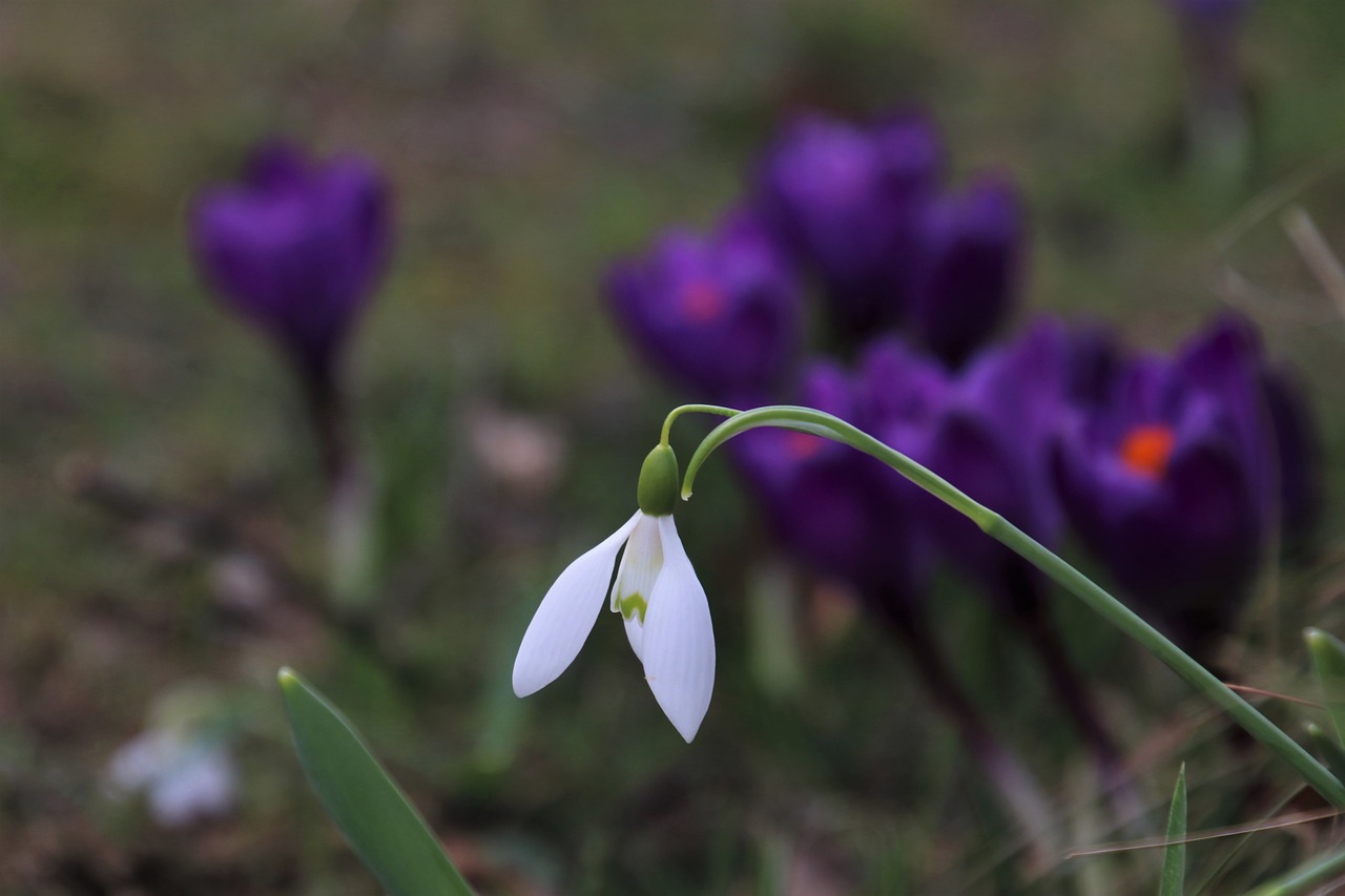 crocus  garden  snowdrop free photo