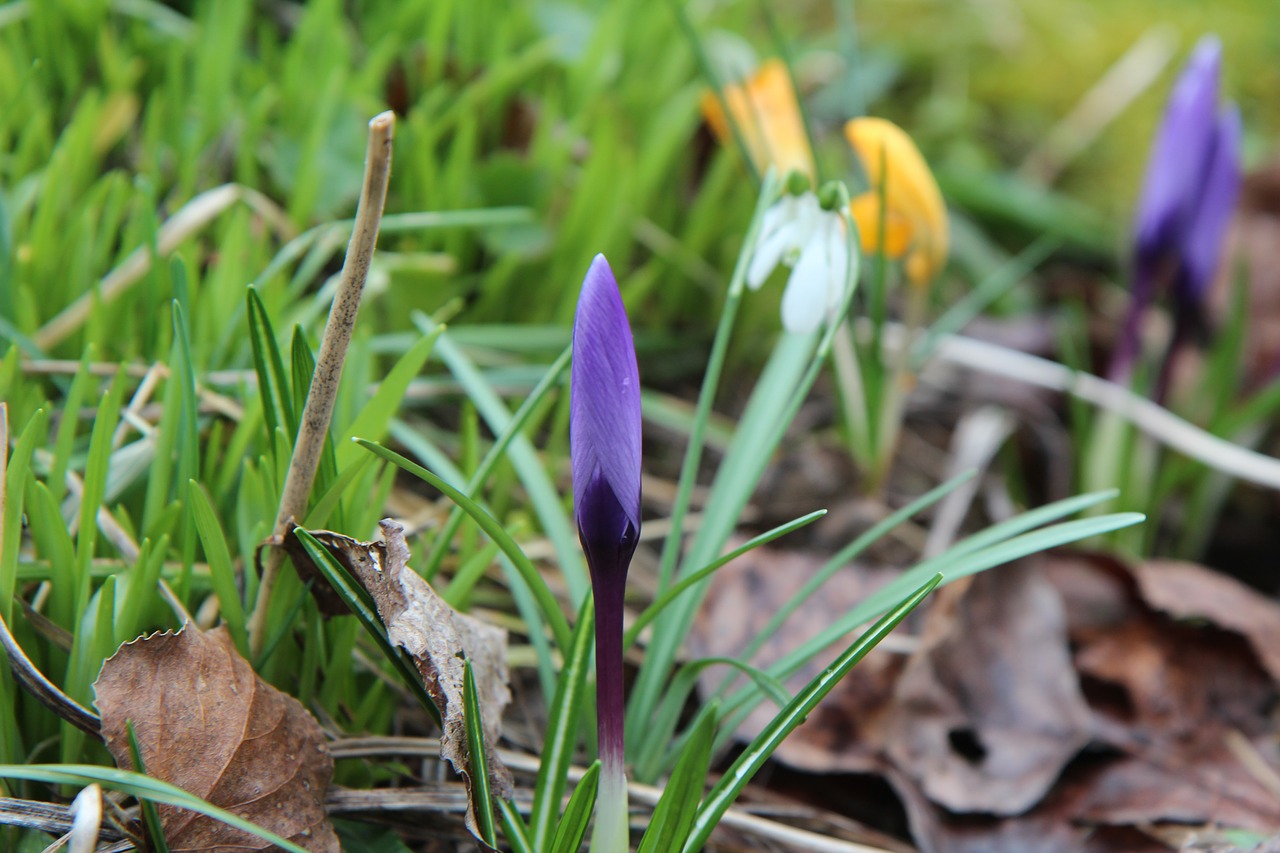 crocus  nature  flowering free photo