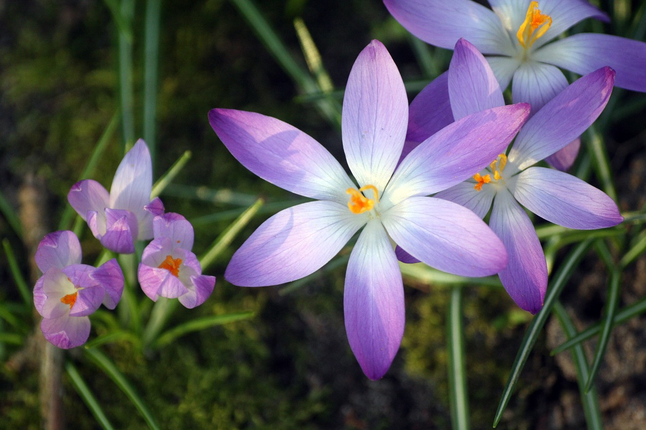 crocus  flowers  early bloomer free photo