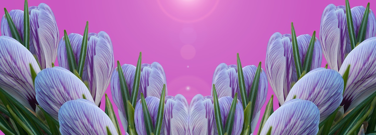 crocus  flower  kitchen back wall free photo