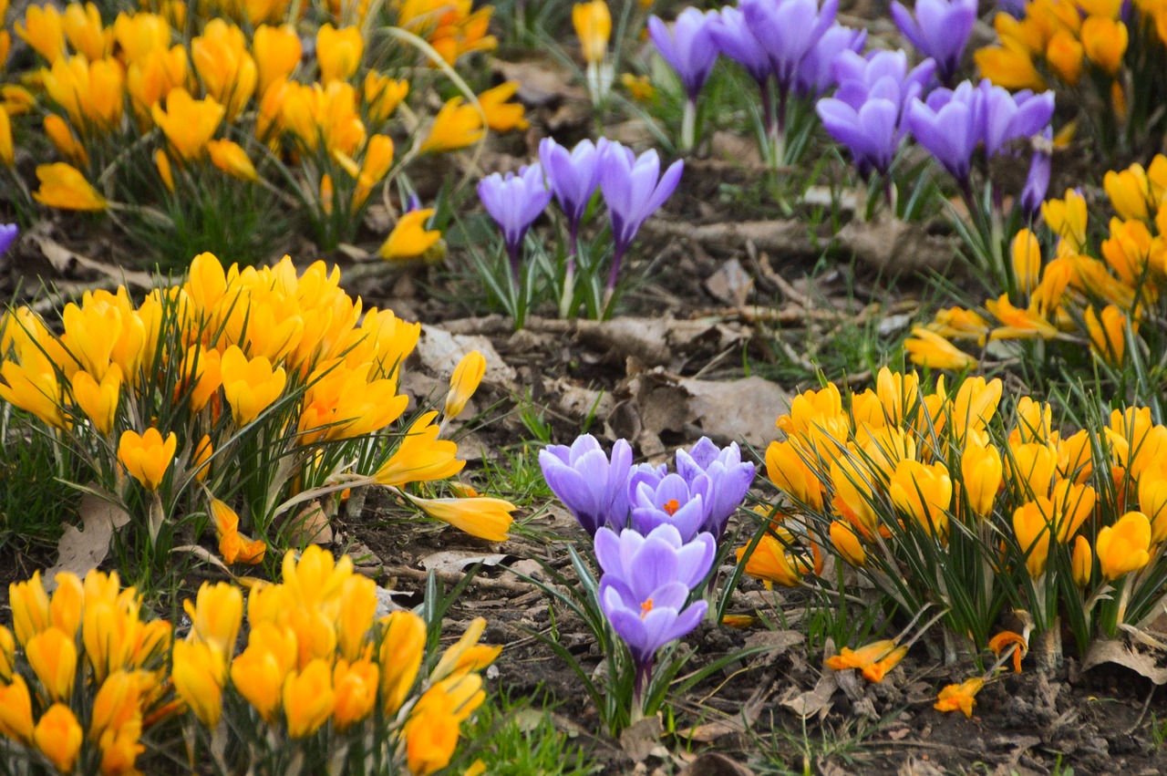 crocus  flower  garden free photo