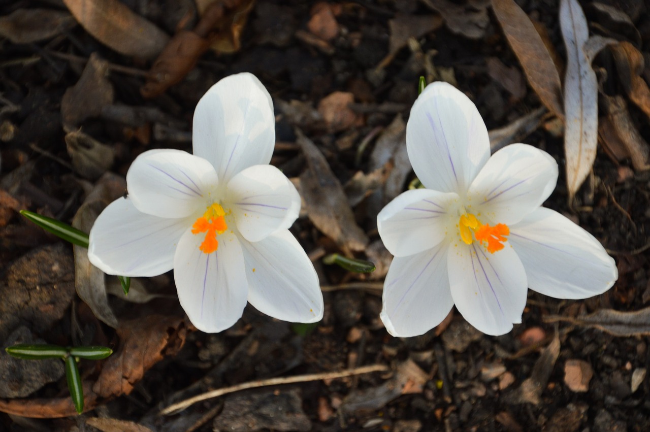 crocus  flower  white free photo