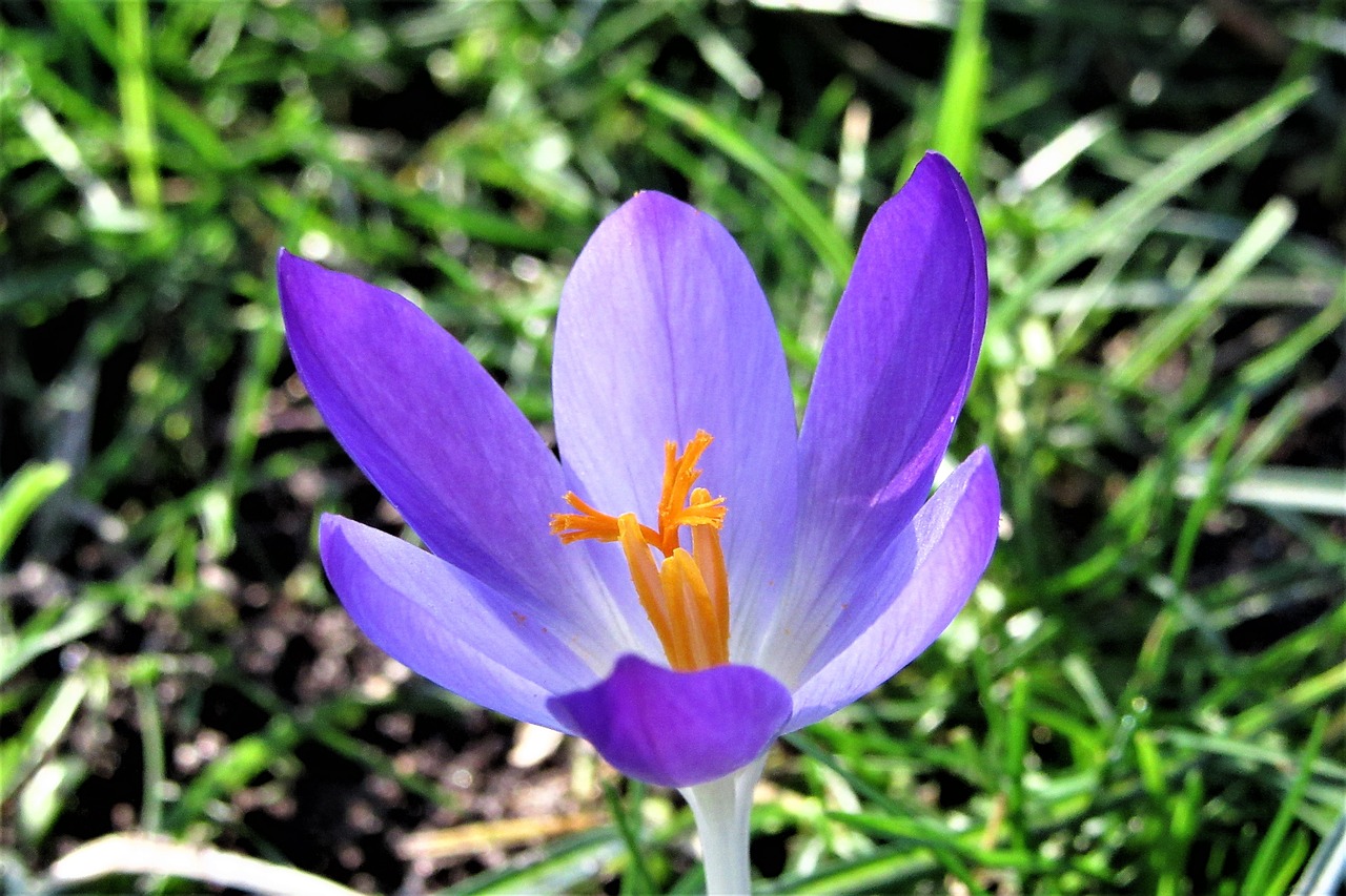 crocus  spring  bloom free photo