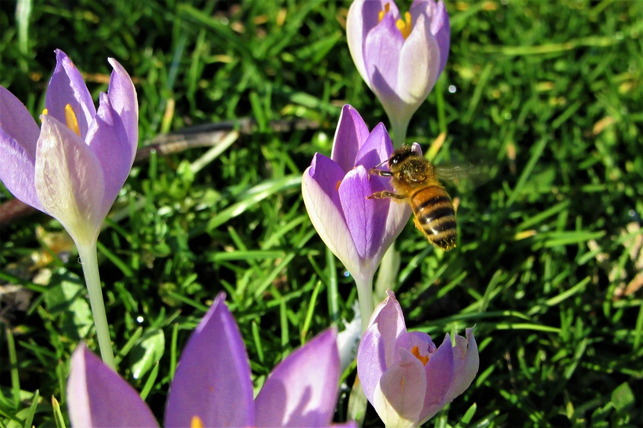 crocus  spring flowers  bee free photo