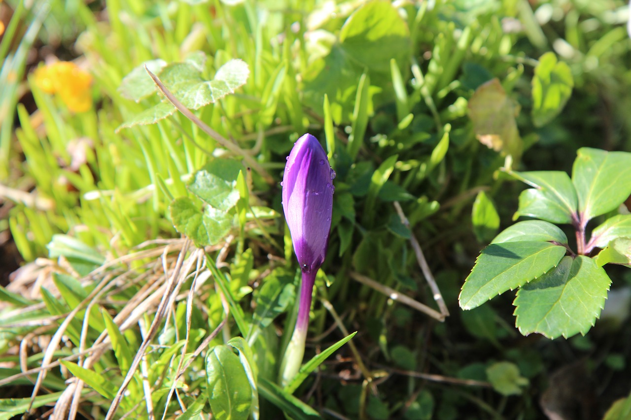 crocus  crocus blue  bulb free photo