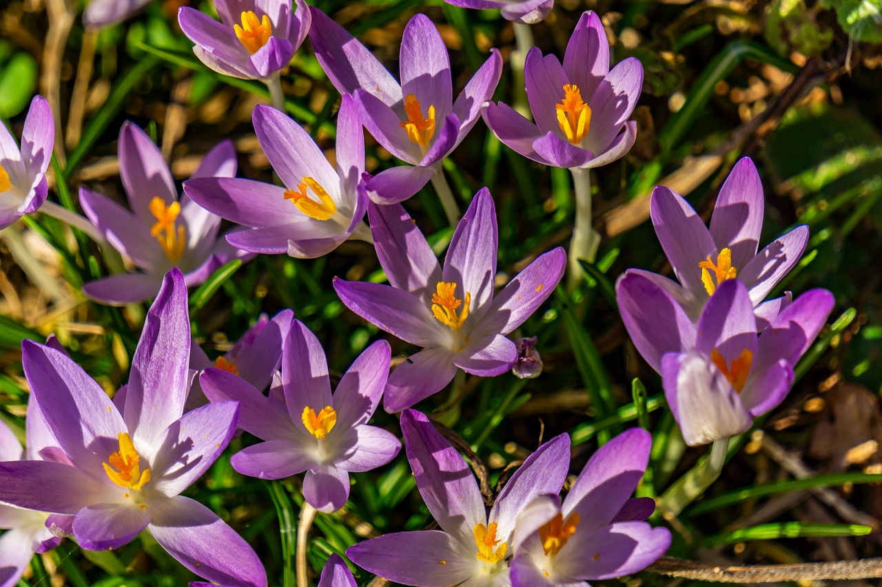 crocus  spring  nature free photo