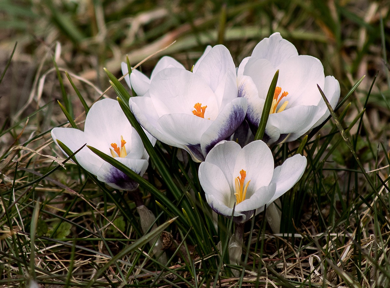 crocus  flowers  spring free photo