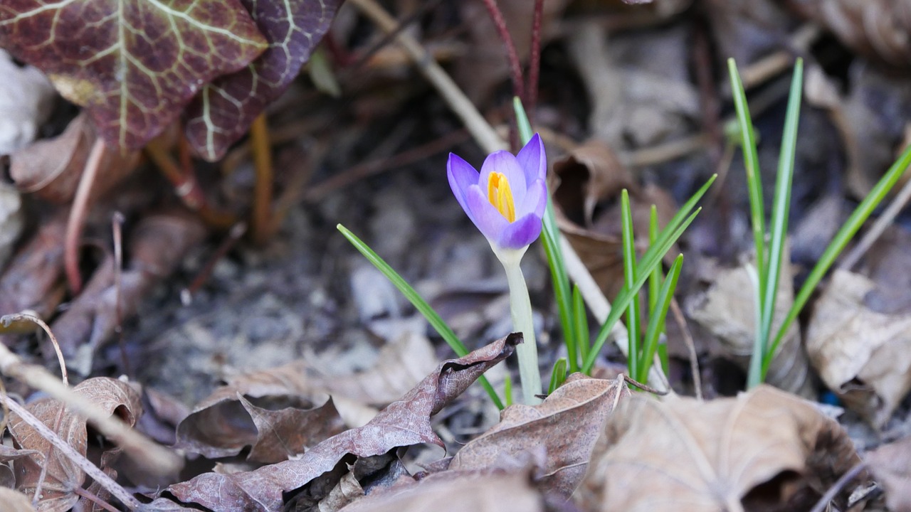 crocus  spring  nature free photo