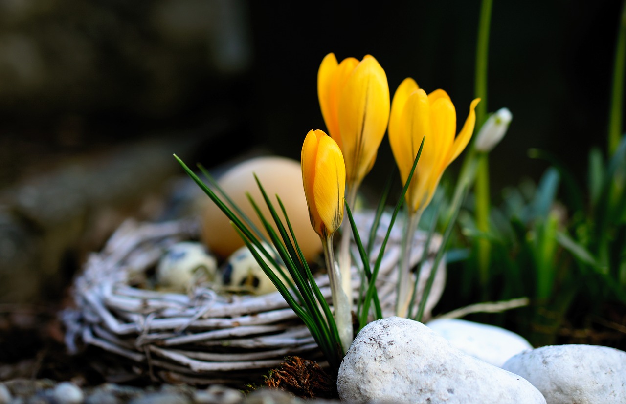 crocus  yellow crocuses  flowers free photo