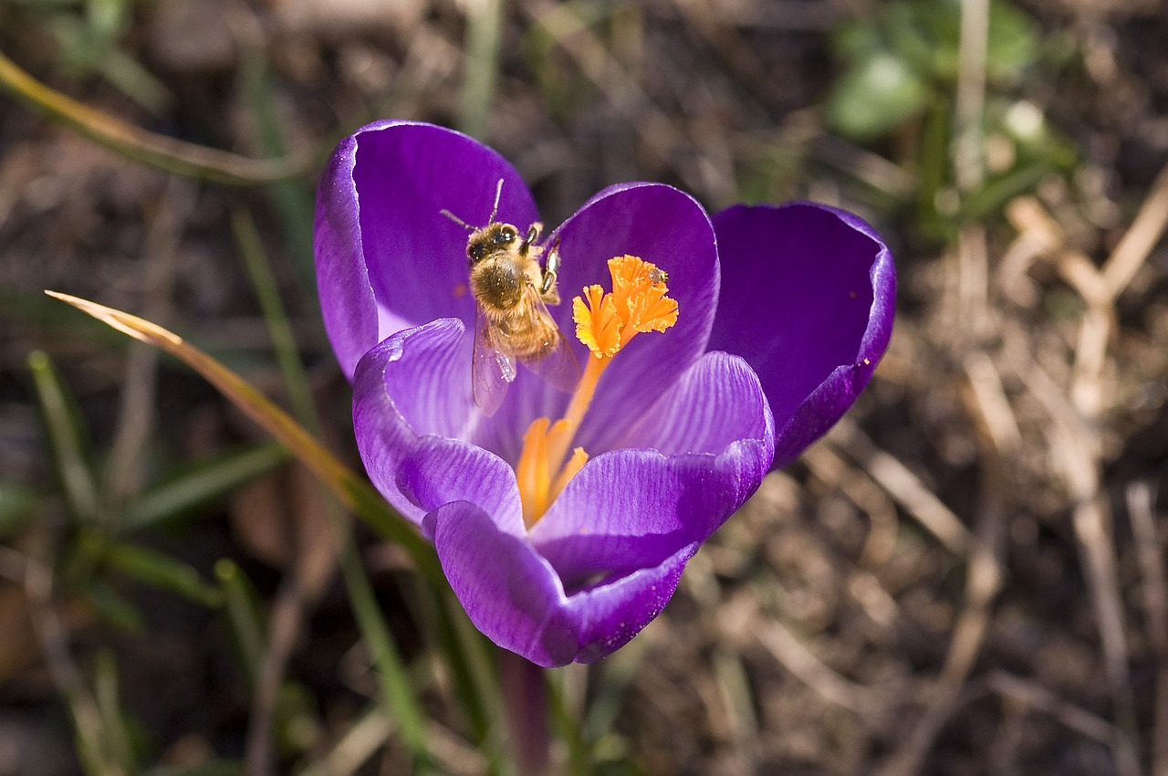 crocus  nature  bee free photo