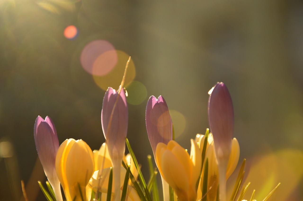 crocus  early bloomer  flowers free photo