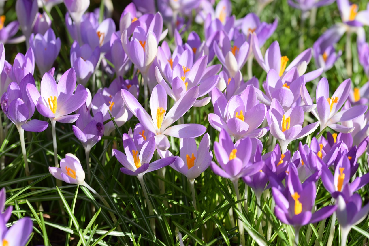 crocus  spring  flowers free photo