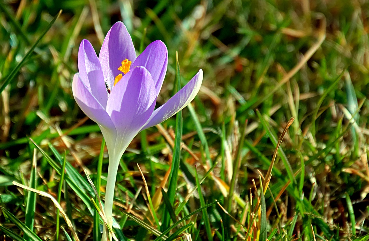 crocus  purple  spring free photo