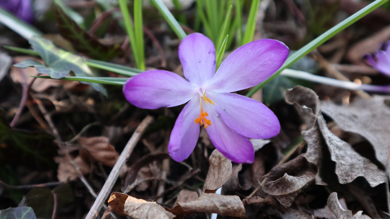 crocus  flower  spring free photo