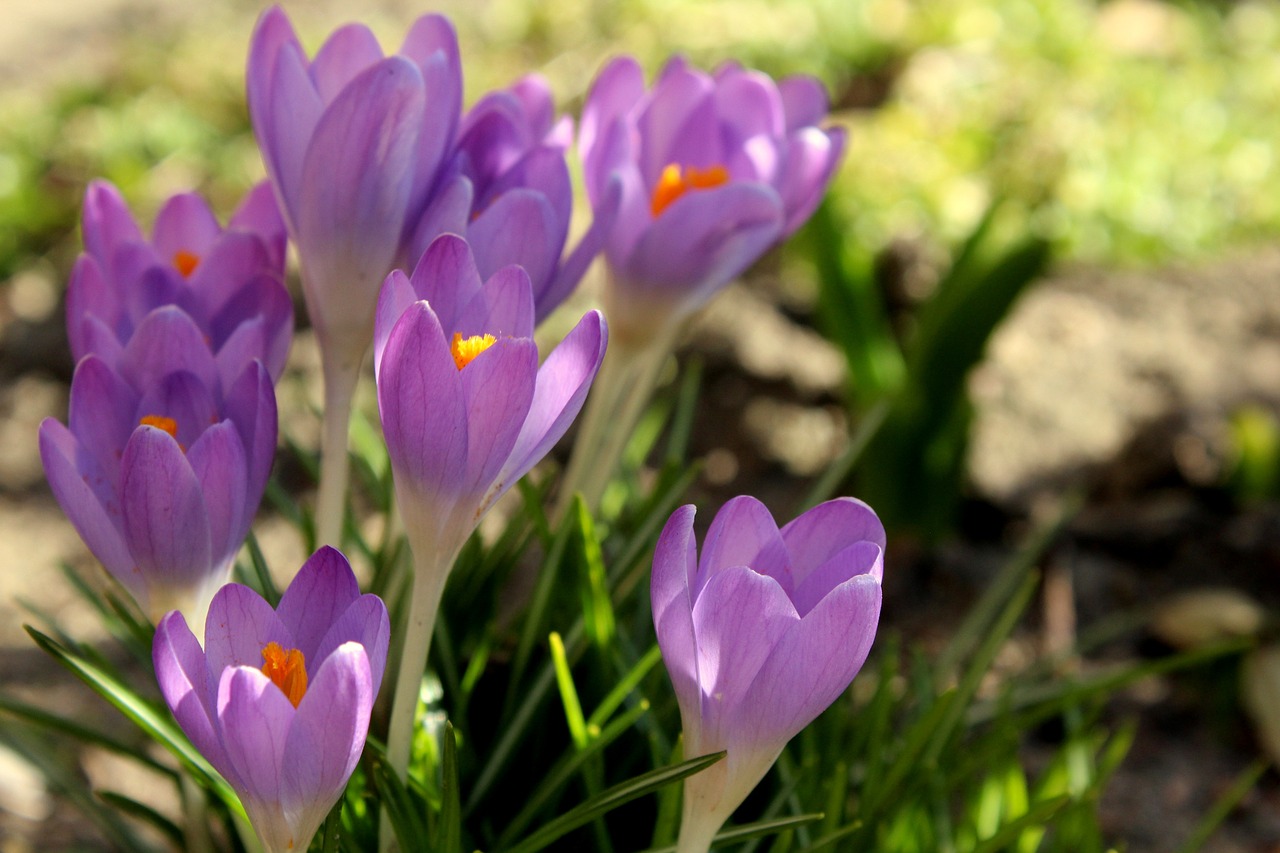 crocus  spring flowers  violet free photo