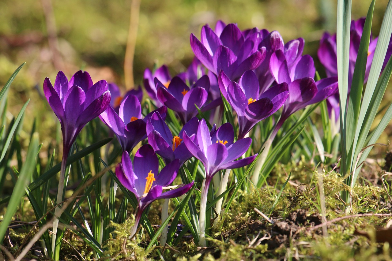 crocus  flowers  spring free photo