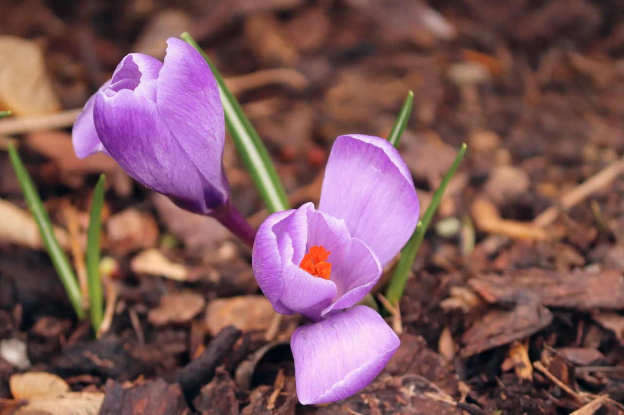 crocus  spring  lenz free photo