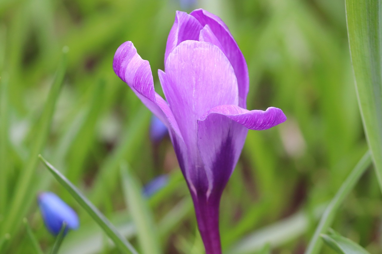 crocus  individually  spring free photo